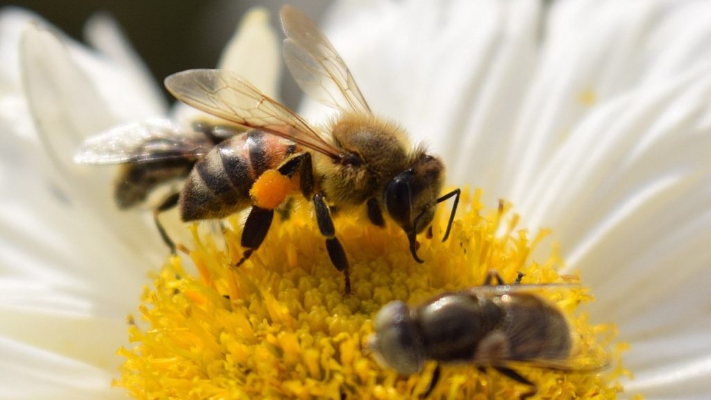 abeille pesticides