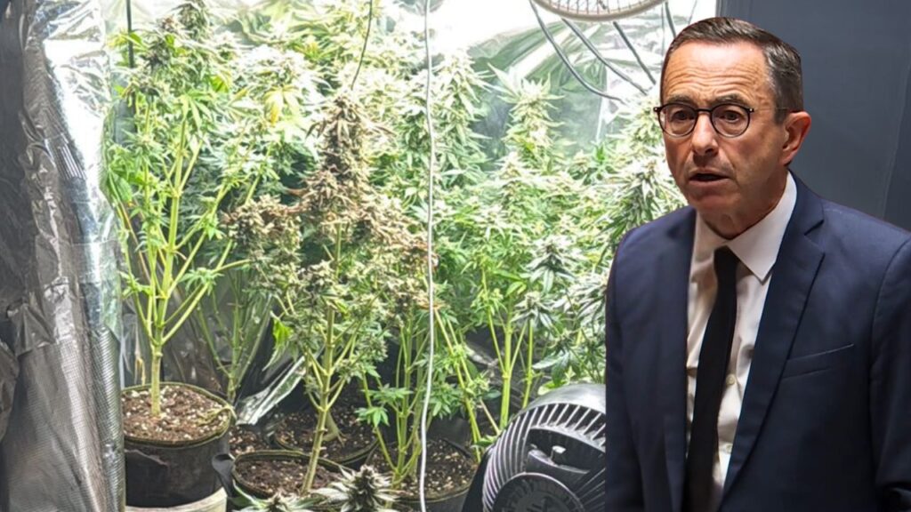 bruno retailleau devant des plans de cannabis